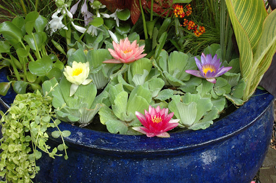 Water-Garden-in-Glazed-Ceramic-Bowl-Aqua-Scape